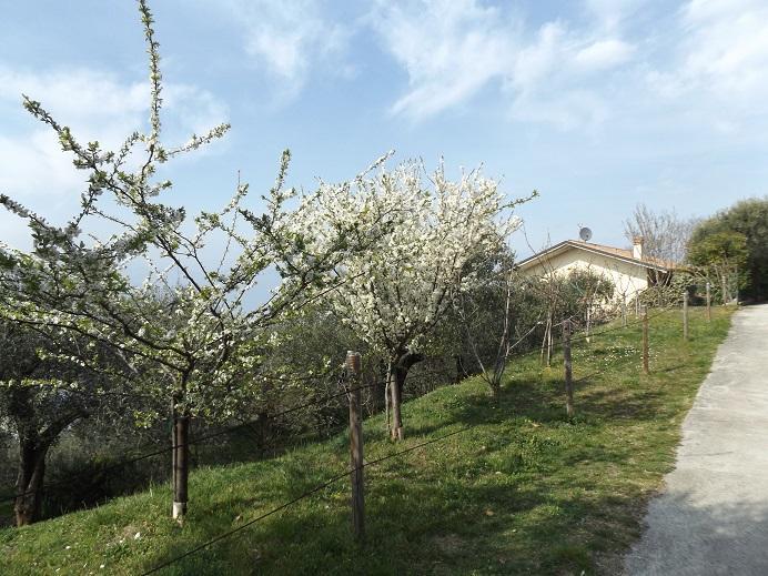 Villetta Rossone Torri Del Benaco Exterior photo